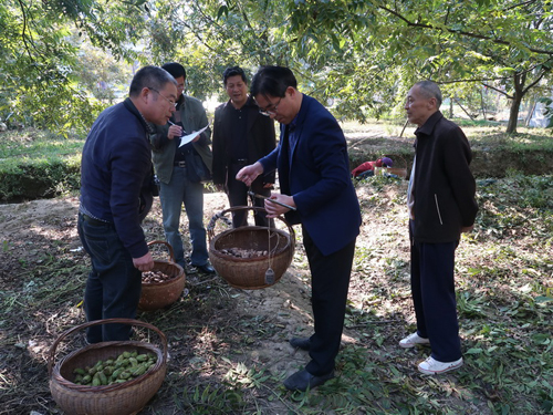 薄壳山核桃品种配置技术取得显著成效_20171108001.jpg